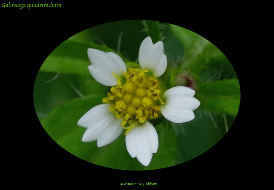 Galinsoga quadriradiata (de la famille des Composées) - Fleurs et feuilles